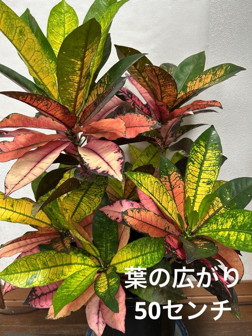 Amazon.co.jp: クロトンアケボノ8号 : おもちゃ